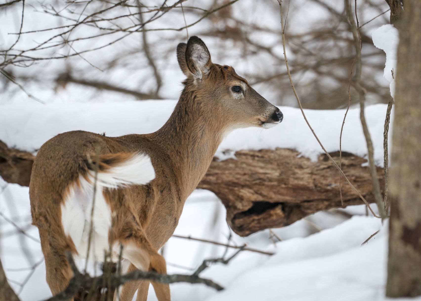 012319-qct-qca-deerhunt-003